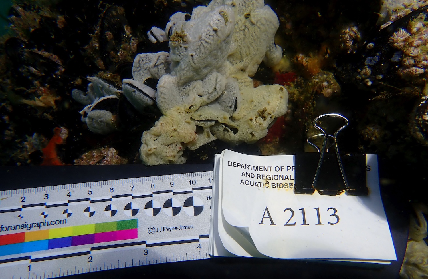 Biofouling Image Biofouling Image